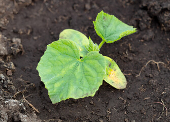 Young seedling of cucumber in the ground.