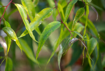 Green leaves on an ornamental tree on a plant.