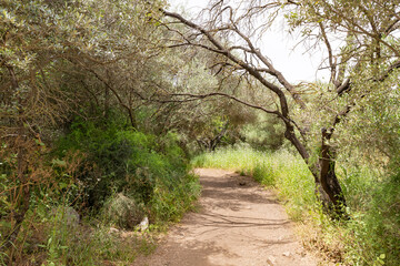 Path  leading through a Hermon Stream Nature Reserve in northern Israel