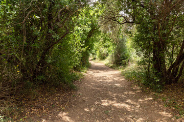 Fototapeta na wymiar Path leading through a Hermon Stream Nature Reserve in northern Israel