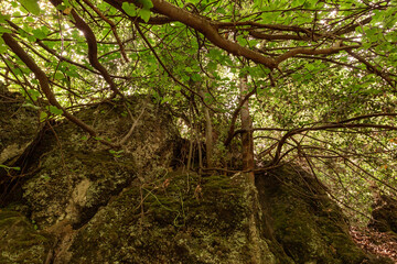 Nature  in a Hermon Stream Nature Reserve in northern Israel