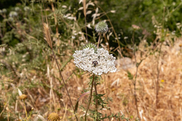 Nature  in a Hermon Stream Nature Reserve in northern Israel
