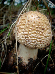 The Amanita Rubescens fungi, commonly known as the blusher. Found in the New Forest, UK.