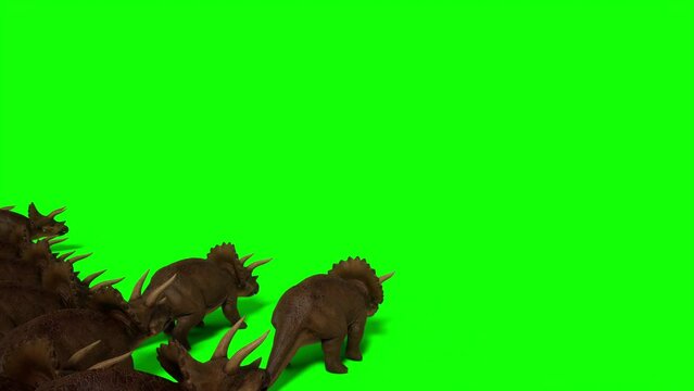 Triceratops, ceratops walking on green screen background. The Jurassic Period, Mesozoic era. 3d rendering