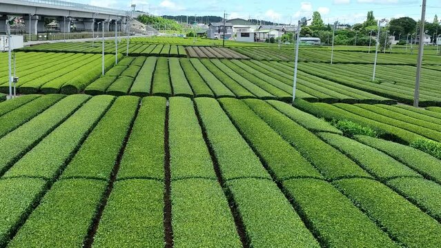 三重県鈴鹿市の新東名沿いに広がる茶畑をドローンで空撮。