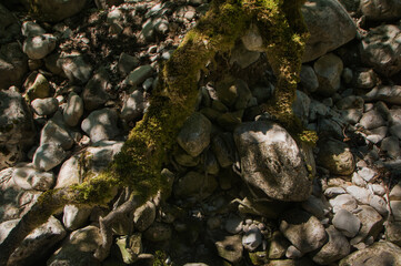 seaweed on the rocks
