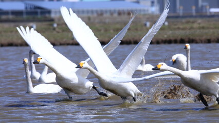 白鳥の羽ばたき
