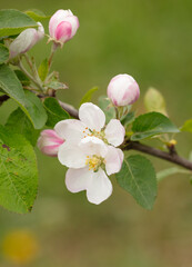 Obraz premium Flowers on an apple tree in spring.