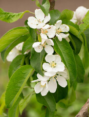 Flowers on an apple tree in spring.