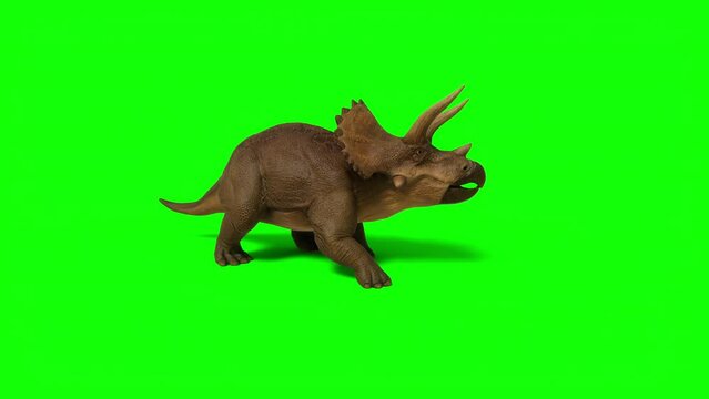 Triceratops, ceratops walking on green screen background. The Jurassic Period, Mesozoic era. 3d rendering