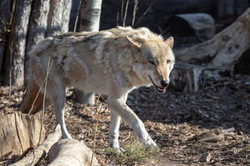 Wolf in the park in early spring.
