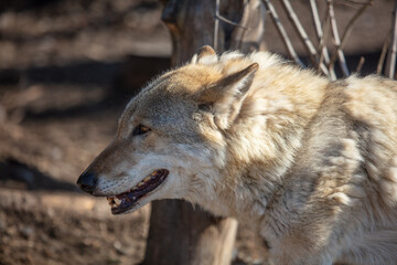 Wolf in the park in early spring.