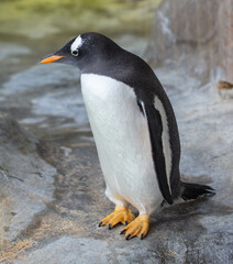 Portrait of a penguin in the park.