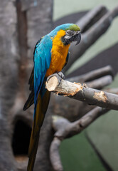 Portrait of a parrot bird