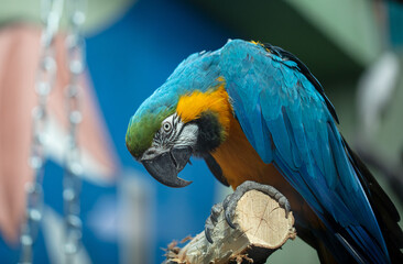 Portrait of a parrot bird