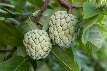 Close-up of custard apple or sugar apple or sweetsop tropical fruit hanging on the tree with green leaves. Sweet tasty sweetsop healthy  fruit.  