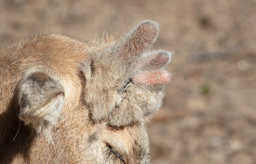 Small antlers on the head of a deer.