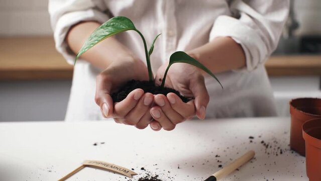 The hands of a white young girl hold a fresh sprout with soil on the palms. Soil sprout is held by the mistress of a flower shop, Soil is on the hands of a young florist in a flower shop
