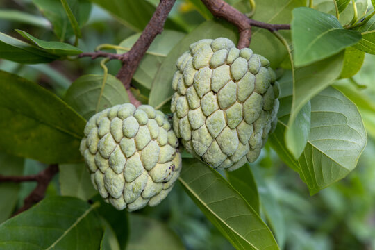 Close-up of custard apple or sugar apple or sweetsop tropical fruit hanging on the tree with green leaves. Sweet tasty sweetsop healthy  fruit.  