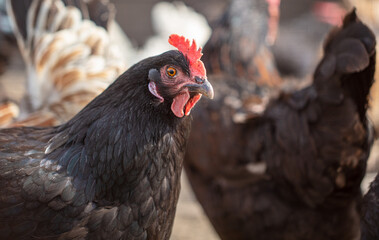 Portrait of a chicken in nature.