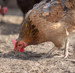 Portrait of a chicken in nature.