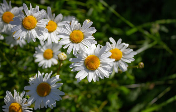 Floral natural background. Wild daisies (Leucanthemum vulgare) in the meadow. Particular light, fresh image.
