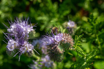 abeille butinant une fleur de phacélie