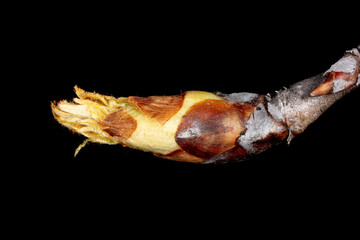 Flower bud on pear branch isolated on black background.