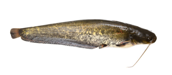 Catfish fish isolated on white background.