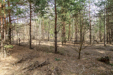 Trunks of coniferous trees in the forest as a background.