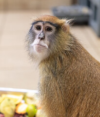 Monkey portrait in the zoo.