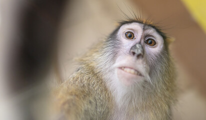 Monkey portrait in the zoo.