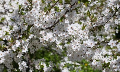 Flowers on a cherry tree in the park.