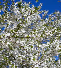 Cherry blossoms against the blue sky.