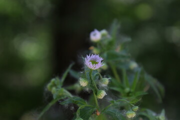 Erigeron philadelphicus flower in the forest 