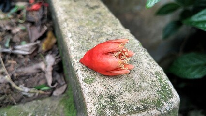 Punica granatum pomegranate flowers are orange with yellow pistils
