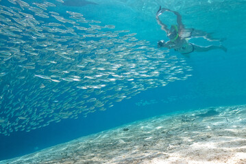 person snorkelling in the sea with a big school of silver fish