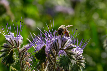 abeille butinant une fleur de phac&eacute;lie