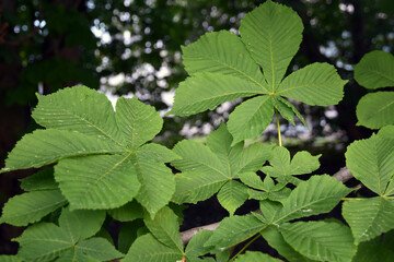 Close up of chestnut tree leaves