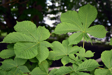 Close up of chestnut tree leaves