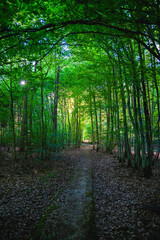 Green Forest, Trail, Forest, green, trees, sunlight in the forest, forest trail