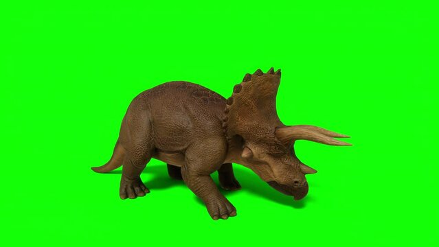 Triceratops, ceratops walking on green screen background. The Jurassic Period, Mesozoic era. 3d rendering