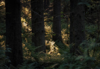Obraz premium rays of sun in a dark summer forest with old firs and ferns,