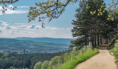 Panoramic view of summer valley and forest path with pine trees