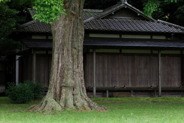 雨の日の日本庭園　六義園　6月