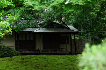 雨の日の日本庭園　六義園　6月