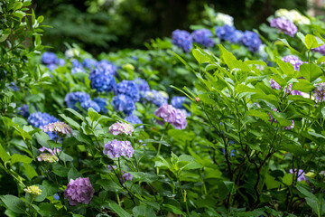 Obraz premium 雨の日の紫陽花の花 6月