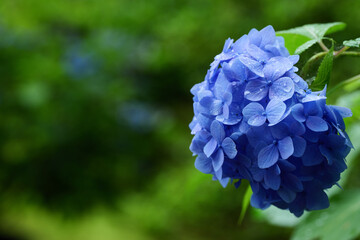 雨の日の紫陽花の花　6月