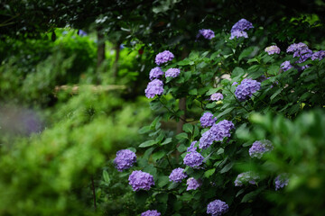 雨の日の紫陽花の花　6月