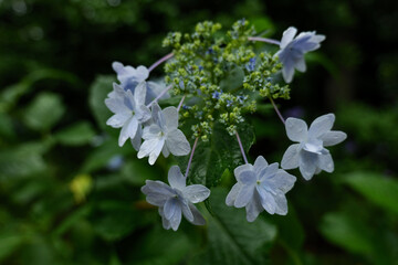 雨の日の紫陽花の花　6月